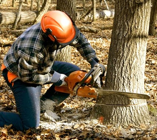 Tree Removal in Forgan, OK